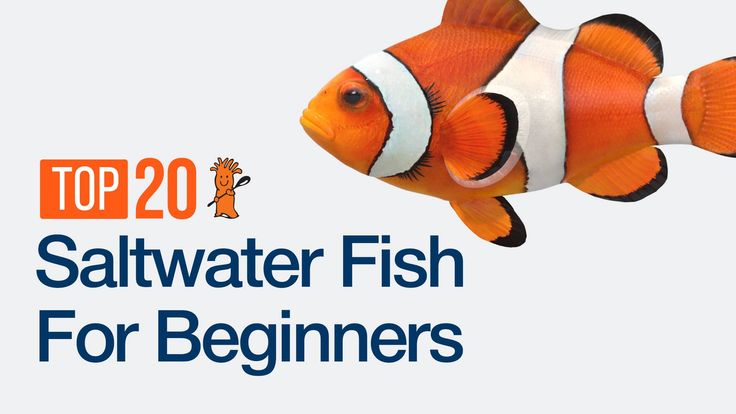 an orange and white clown fish with the words top 20 saltwater fish for beginners