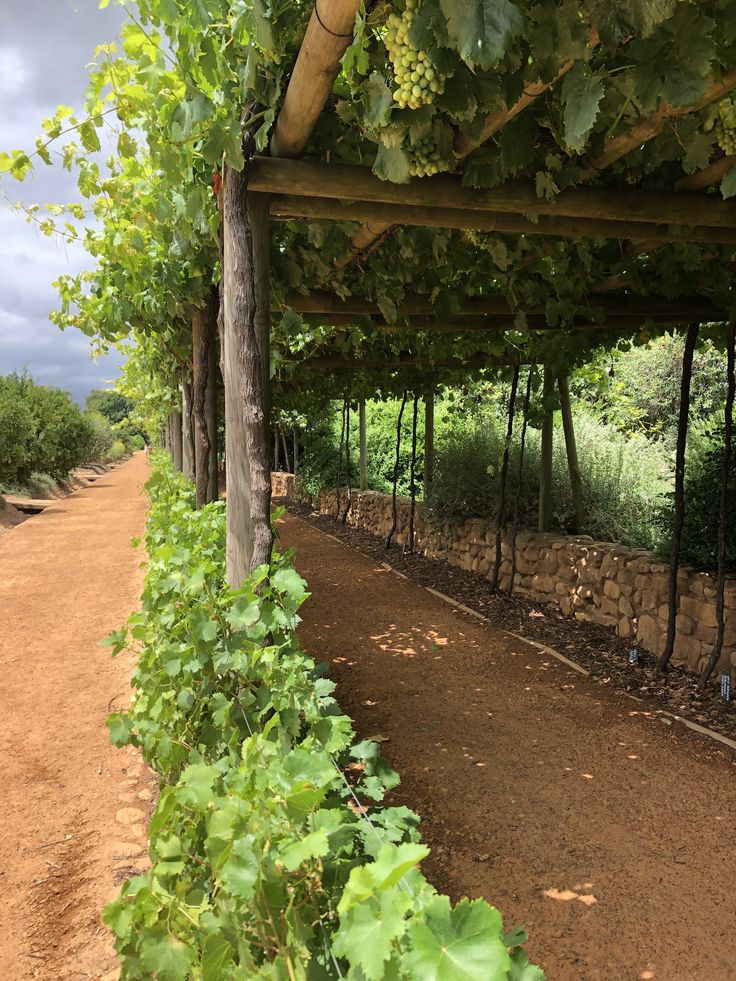 the vines are growing on the side of the road in the shade under the pergolated roof