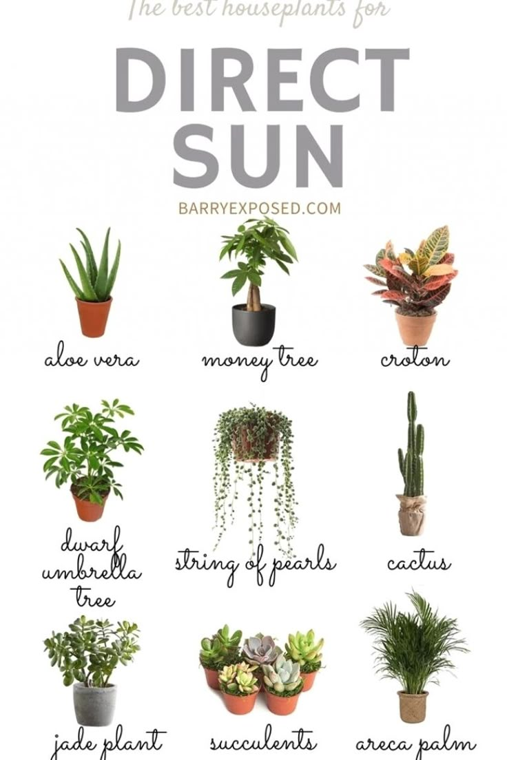 the best houseplants for direct sun