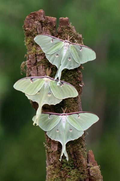 three moths are sitting on the bark of a tree