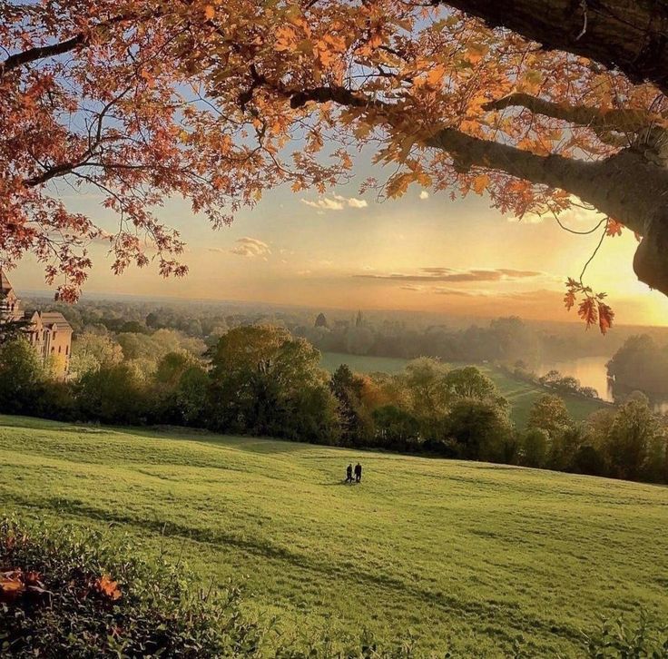 two people sitting under a tree on top of a lush green field