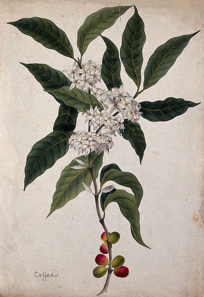 a painting of white flowers and green leaves on a branch with fruit in the foreground