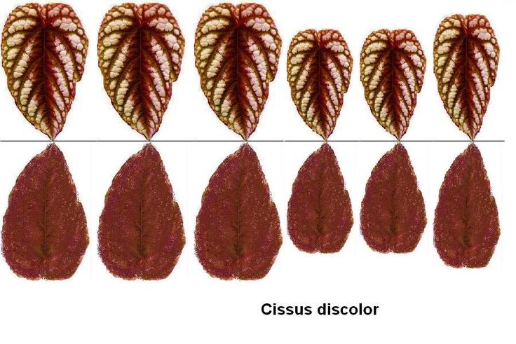 several different types of leaves on a white background, each with red and yellow stripes