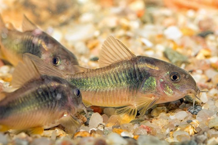 three small fish swimming on top of gravel