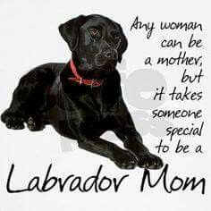 a black dog laying down with the caption labrador mom on it's chest