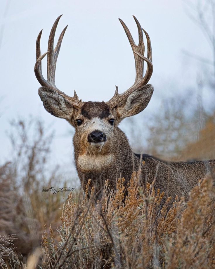 a deer with large antlers standing in tall grass