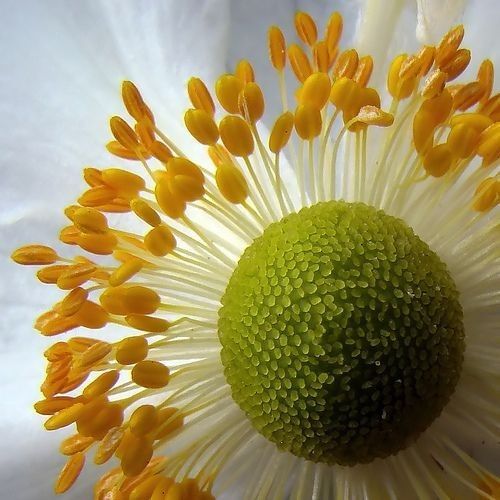 the center of a white flower with yellow stamens on it's petals