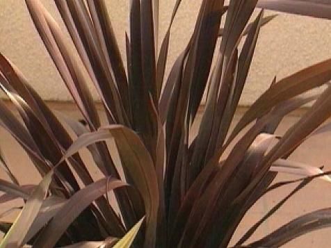 a potted plant sitting on top of a table