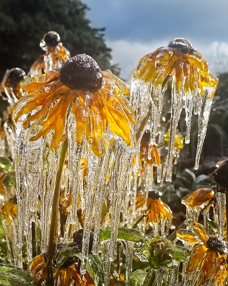 the sunflowers are covered in ice and water