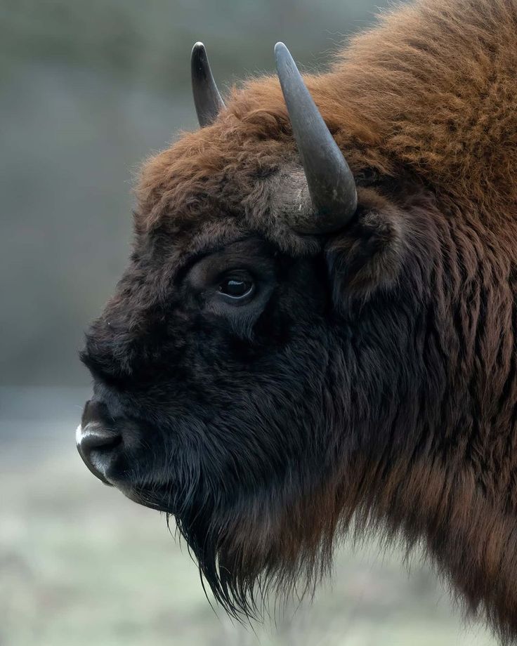 an adult bison with large horns standing in the grass