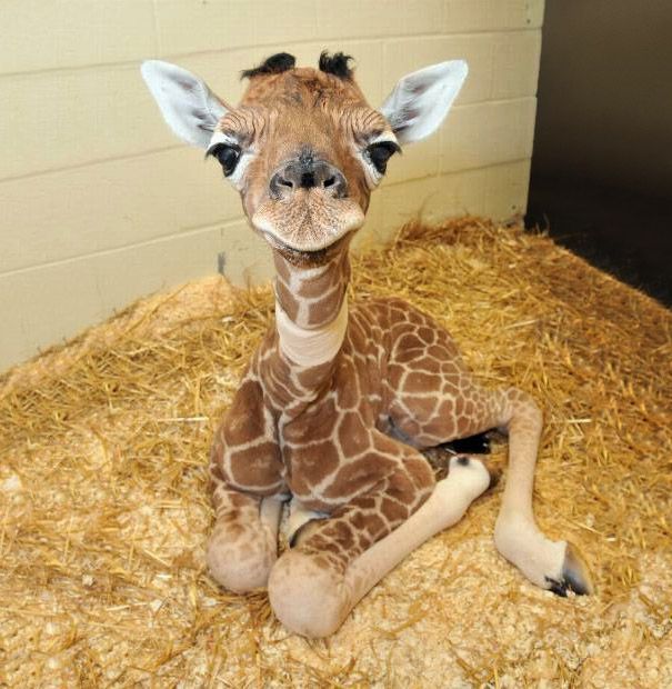 a baby giraffe is sitting on some hay