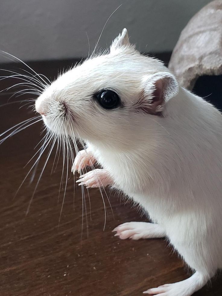 a white rat sitting on top of a wooden table