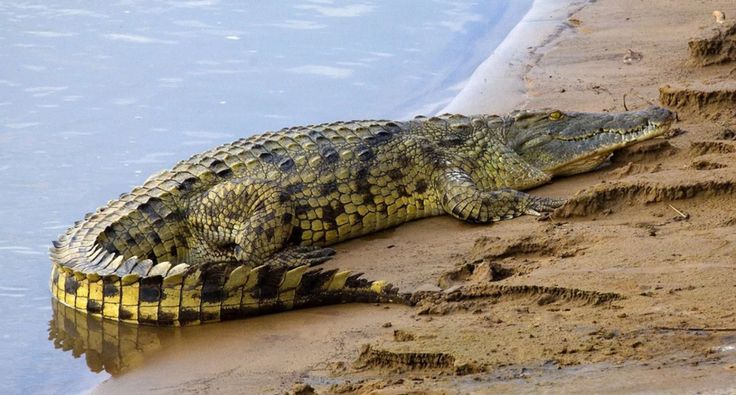 an alligator is laying on the sand by the water