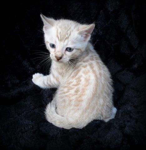 a small white kitten sitting on top of a black blanket