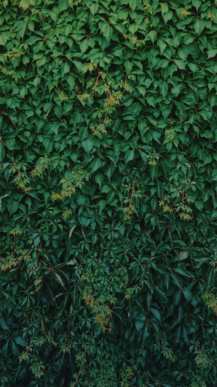 an overhead view of a green wall covered in leaves