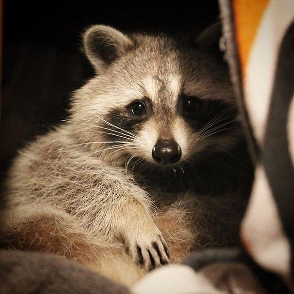 a raccoon sitting on top of a bed next to a striped pillow and blanket