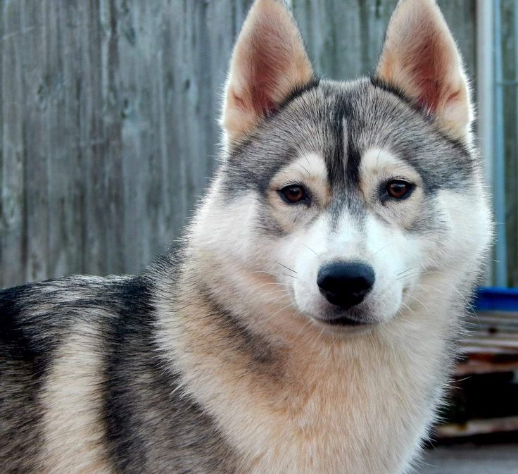 a husky dog standing in front of a wooden fence and looking at the camera with an alert look on its face