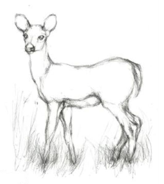 a drawing of a deer standing in the grass with its head turned to the side