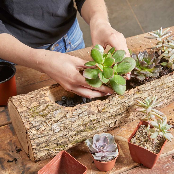 a person is placing plants in small pots on a piece of wood