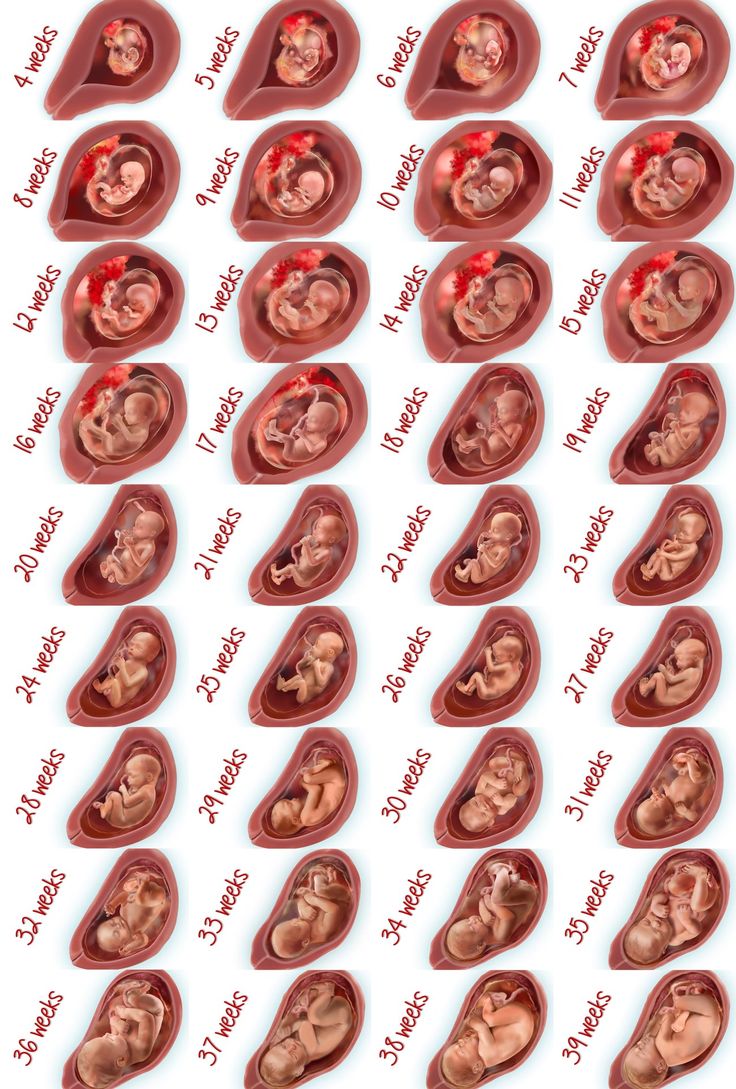 an image of baby's stomachs and their stages in the process of birth