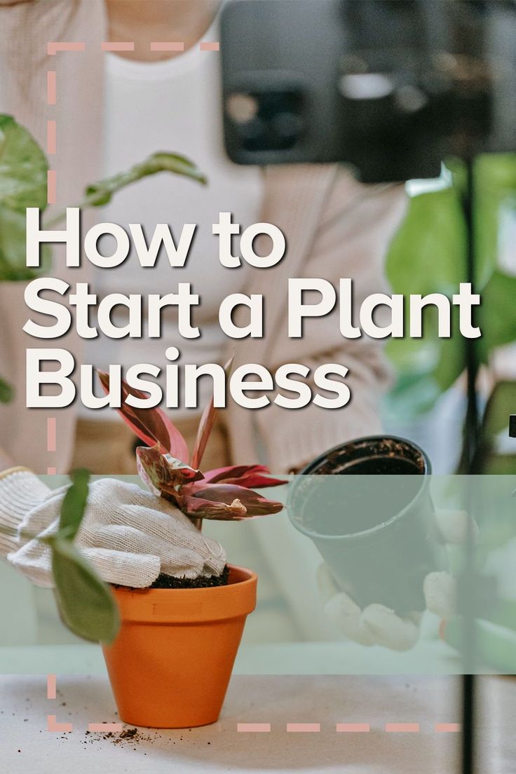 a plant in a pot with text overlaying how to start a plant business