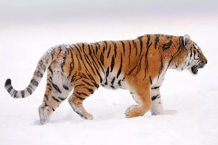 a tiger walking in the snow with it's front paws on its hind legs