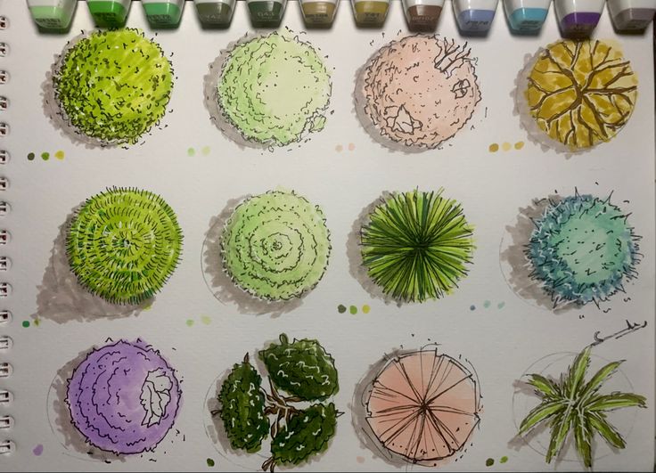 an artist's drawing of different types of plants