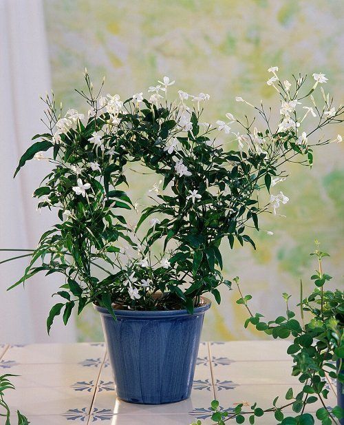 a potted plant sitting on top of a table next to another potted plant