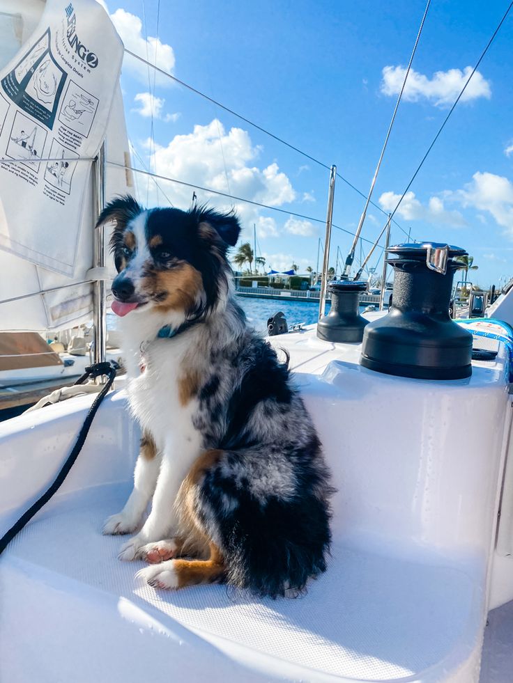 a dog sitting on the back of a boat