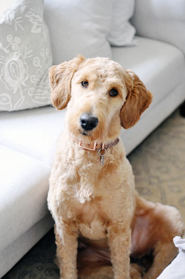 a dog sitting on the floor in front of a couch