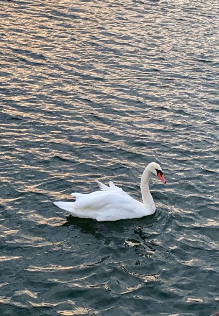 a white swan floating on top of a body of water