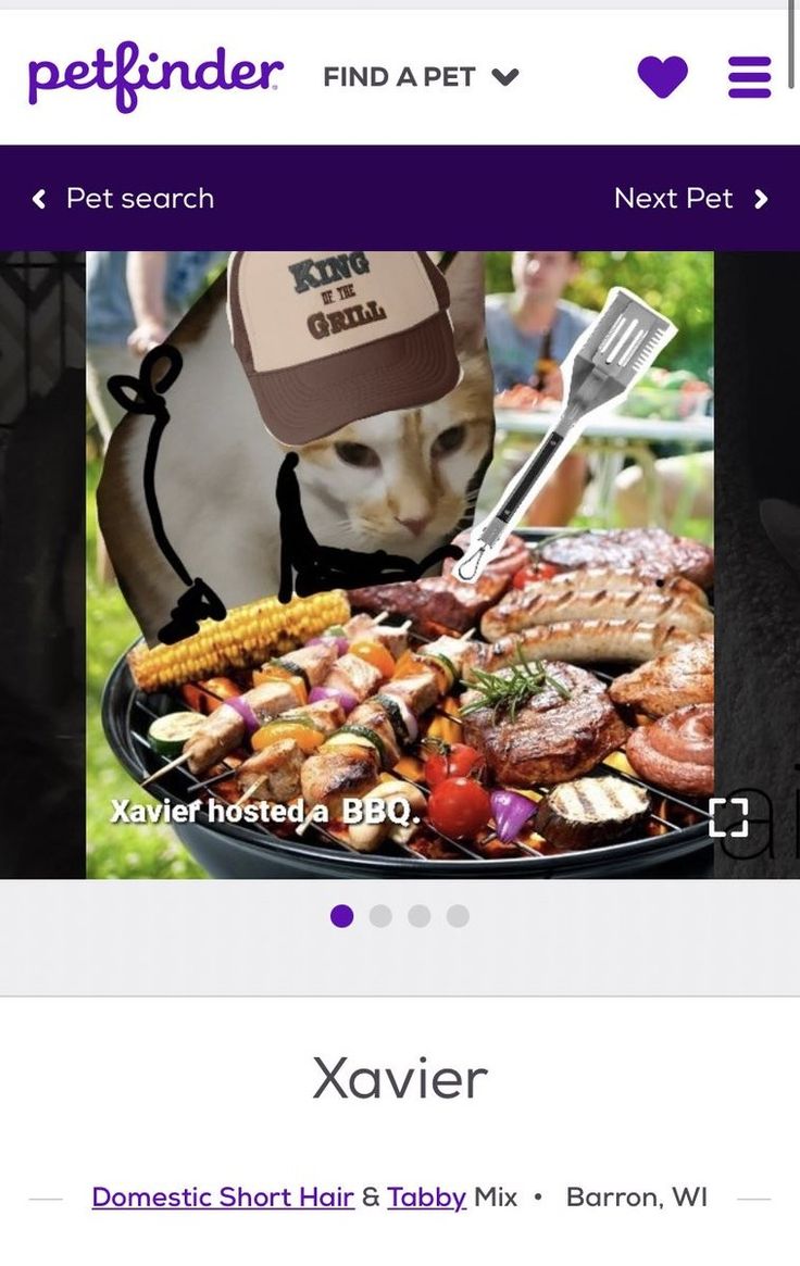 the website for petfinderr is displayed with an image of a cat and food