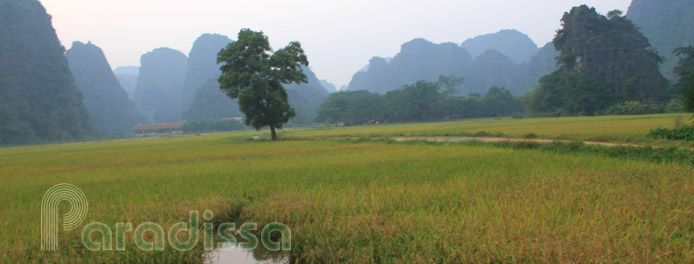 a grassy field with trees and mountains in the background