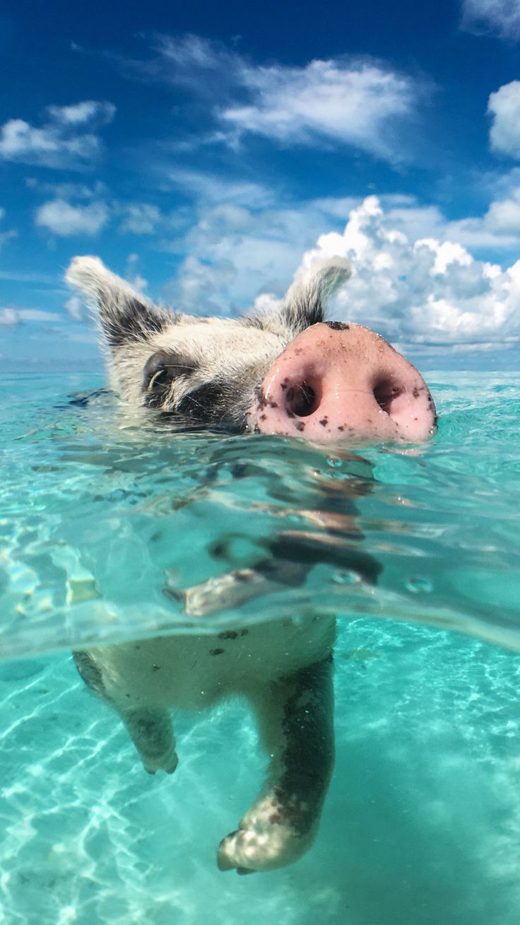 a pig swimming in the ocean with its head above water's surface looking at the camera