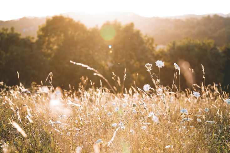 the sun shines brightly on some tall grass