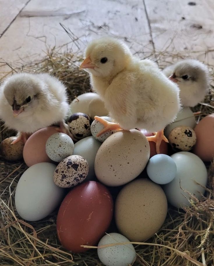 three chicks are sitting on top of some eggs