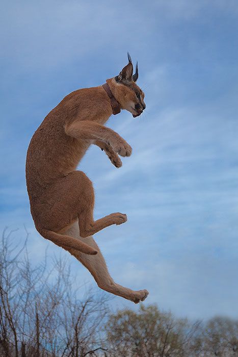 an image of a cat jumping in the air