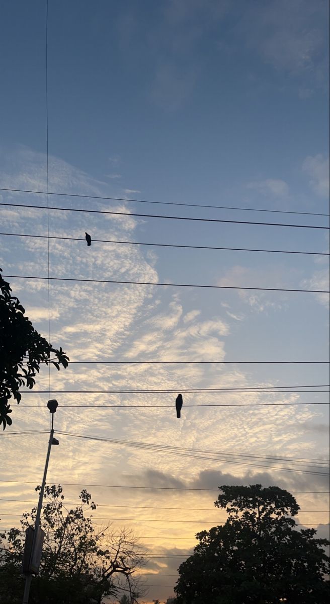 birds are sitting on power lines in the sky