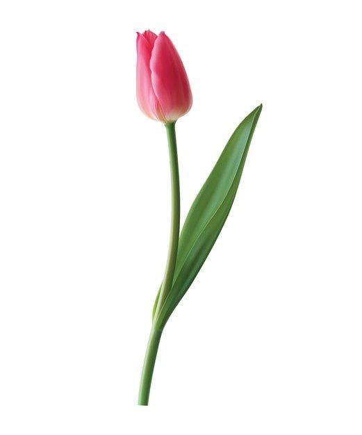 a single pink tulip with green leaves on a white background