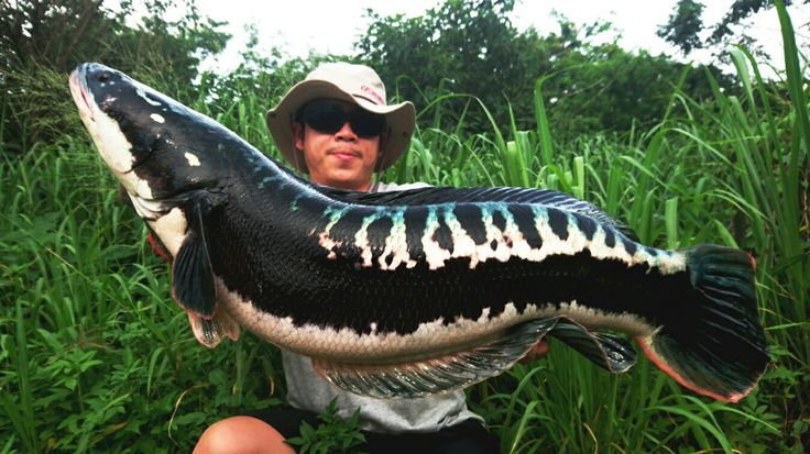 a man is holding a large fish in his hands while sitting on the ground next to tall grass