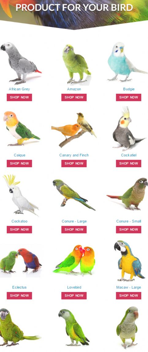 an image of different birds that are on the same page, with text below it