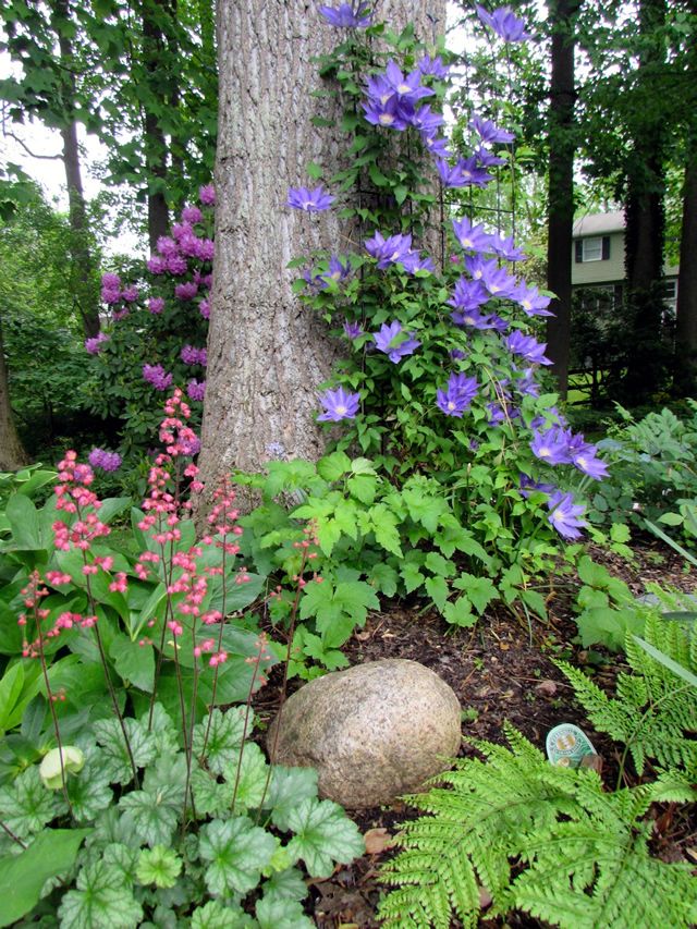 purple flowers are blooming in the garden next to a tree