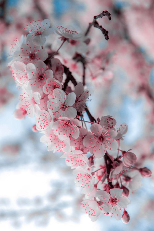 some pink and white flowers on a tree