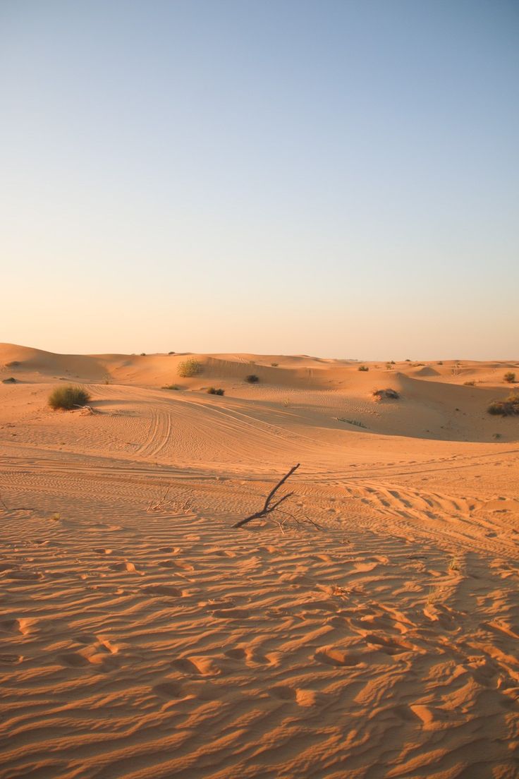 a lone tree branch in the middle of an empty desert area with sand dunes behind it