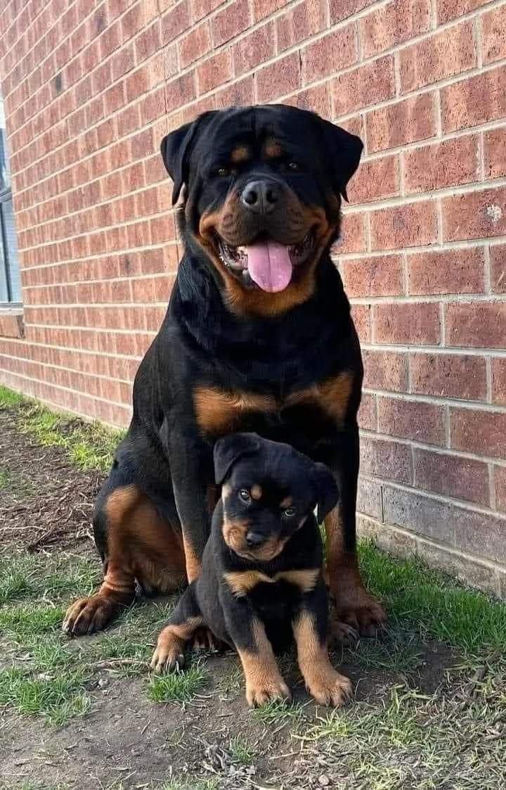 a large black and brown dog sitting next to a brick wall