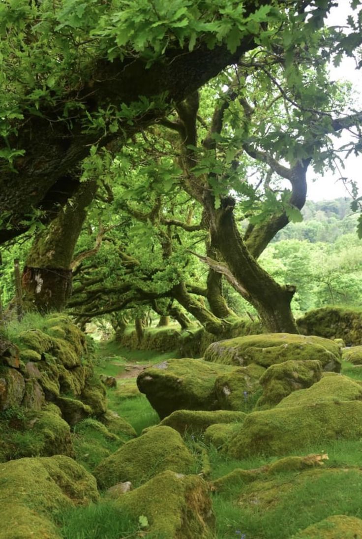 moss covered rocks and trees in a forest with lots of green grass on the ground