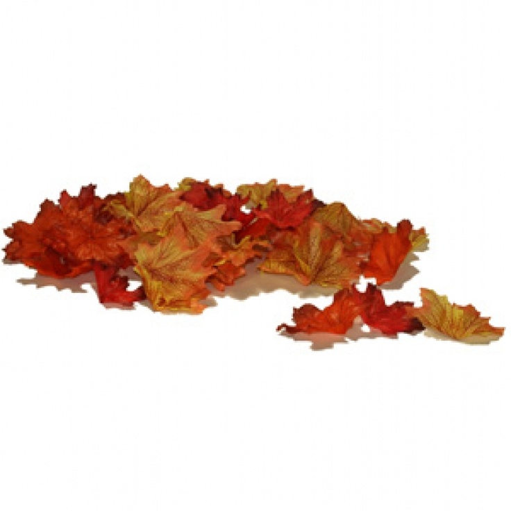 an arrangement of autumn leaves on a white background