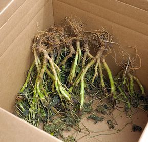 asparagus roots in a cardboard box ready to be picked from the garden or plant nursery