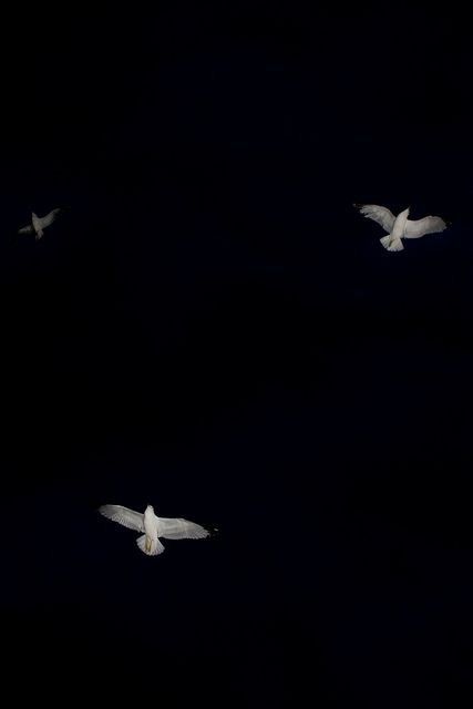 three white birds flying in the dark sky