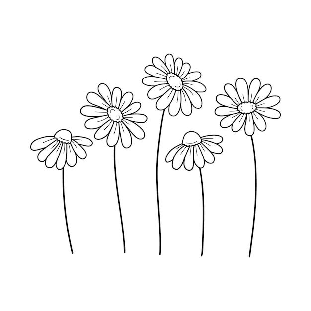 three daisies on a white background